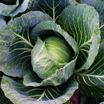 head of cabbage