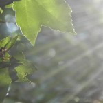 sunlight filtered through trees
